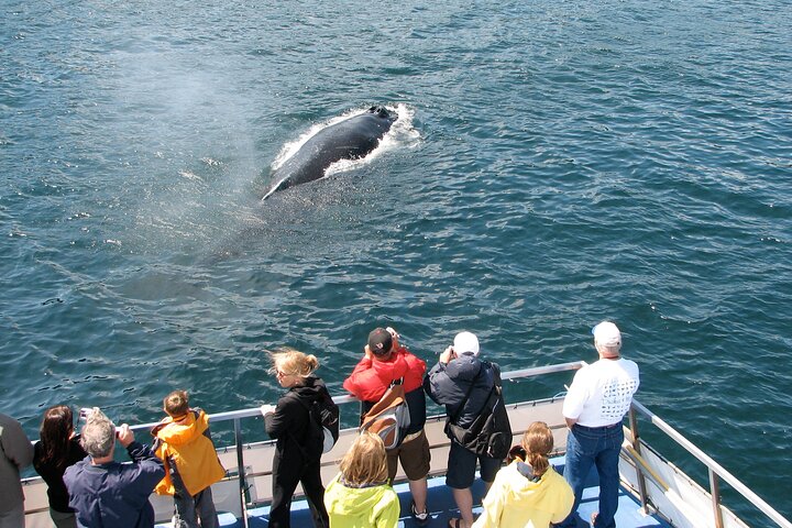 Bådtur i Newfoundland for at se lunder, hvaler og isbjerge, foto 22 | wizardtrip