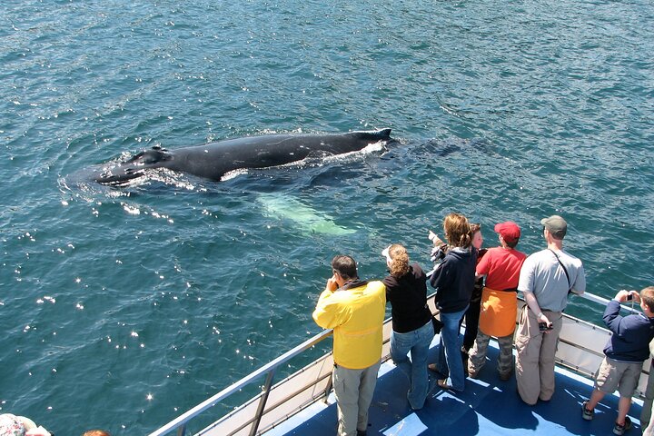 Bådtur i Newfoundland for at se lunder, hvaler og isbjerge, foto 23 | wizardtrip
