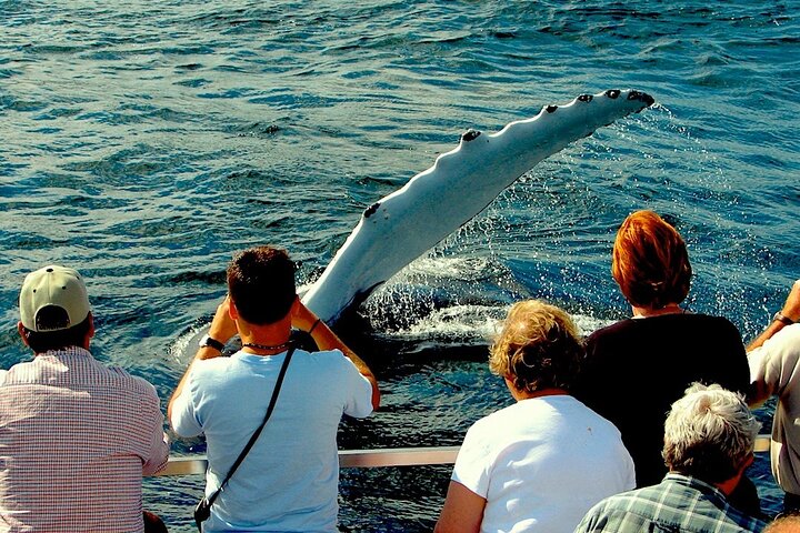 Bådtur i Newfoundland for at se lunder, hvaler og isbjerge, foto 25 | wizardtrip