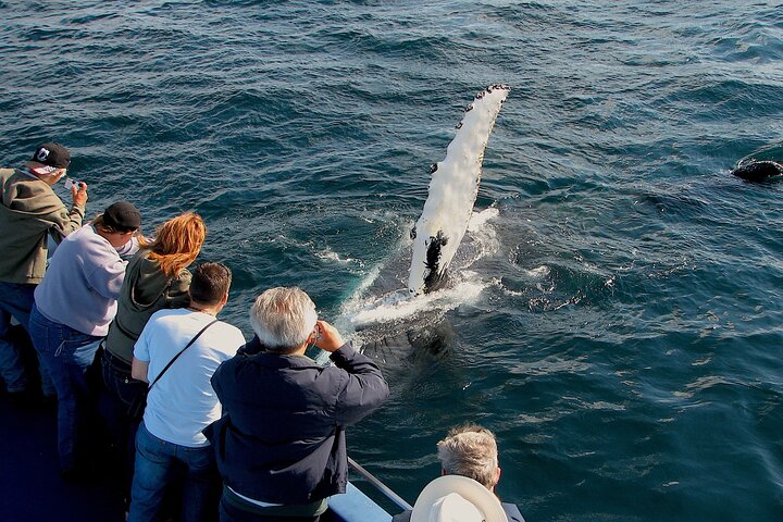 Bådtur i Newfoundland for at se lunder, hvaler og isbjerge, foto 26 | wizardtrip