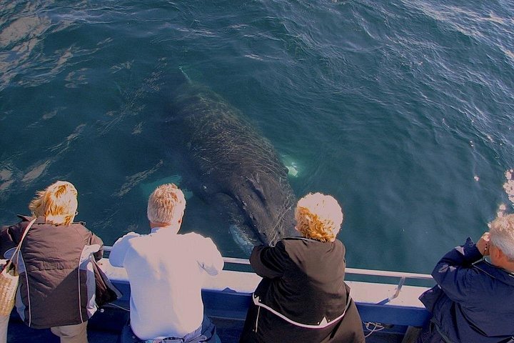 Bådtur i Newfoundland for at se lunder, hvaler og isbjerge, foto 27 | wizardtrip