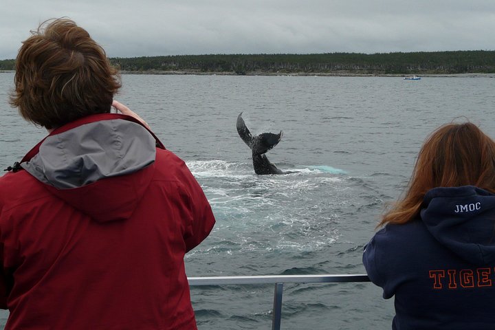 Bådtur i Newfoundland for at se lunder, hvaler og isbjerge, foto 29 | wizardtrip