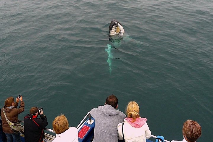 Bådtur i Newfoundland for at se lunder, hvaler og isbjerge, foto 30 | wizardtrip