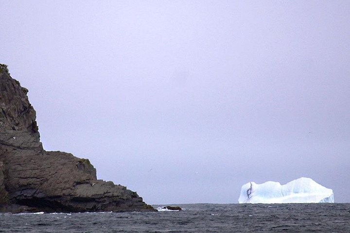 Bådtur i Newfoundland for at se lunder, hvaler og isbjerge, foto 32 | wizardtrip