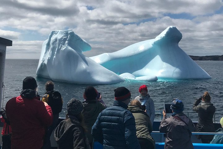Bådtur i Newfoundland for at se lunder, hvaler og isbjerge, foto 34 | wizardtrip