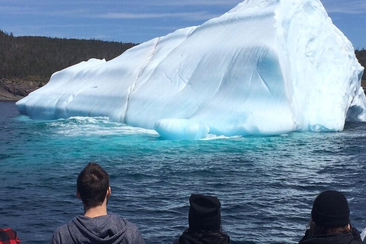 Bådtur i Newfoundland for at se lunder, hvaler og isbjerge, foto 35 | wizardtrip