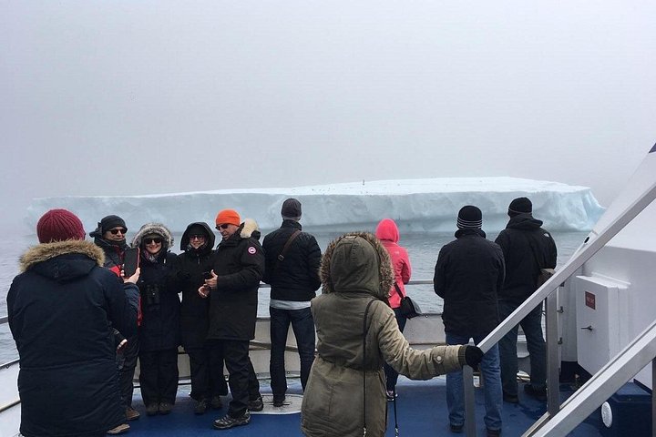 Bådtur i Newfoundland for at se lunder, hvaler og isbjerge, foto 36 | wizardtrip