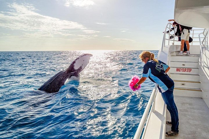 Hervey Bay Walbeobachtungserlebnis | wizardtrip