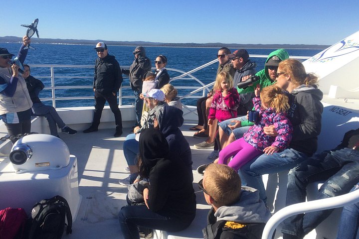 Walbeobachtungstour in Hervey Bay, Australien, mit Buckelwalen und Delfinen, Foto 6 | wizardtrip