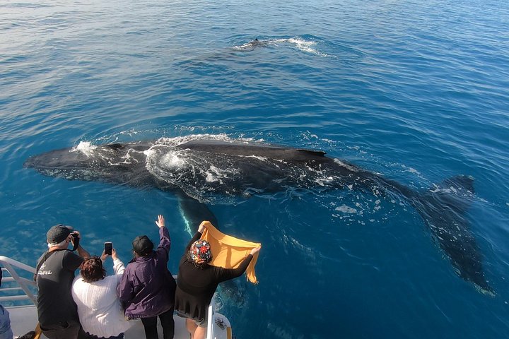 Walbeobachtungstour in Hervey Bay, Australien, mit Buckelwalen und Delfinen, Foto 7 | wizardtrip