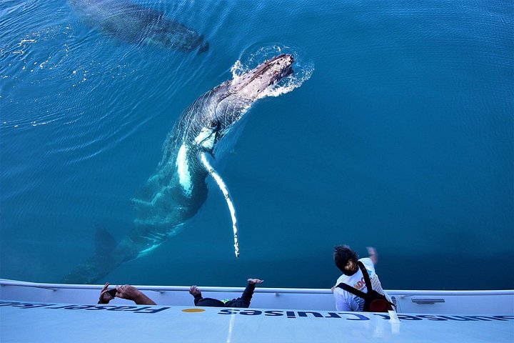 Walbeobachtungstour in Hervey Bay, Australien, mit Buckelwalen und Delfinen, Foto 9 | wizardtrip