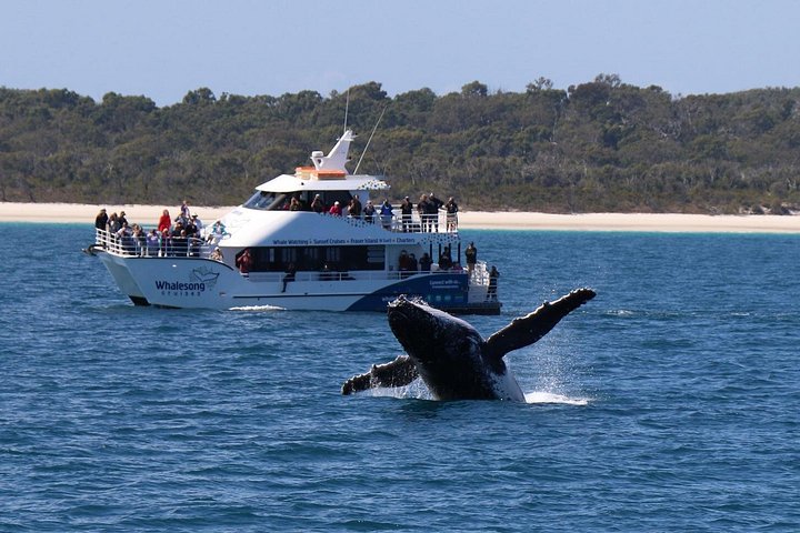 Walbeobachtungstour in Hervey Bay, Australien, mit Buckelwalen und Delfinen, Foto 10 | wizardtrip