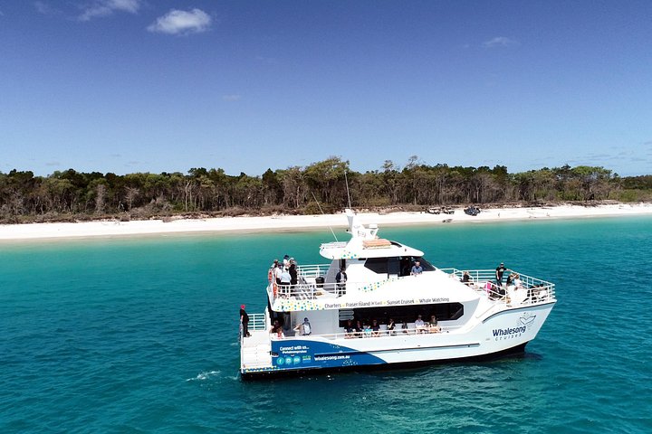 Walbeobachtungstour in Hervey Bay, Australien, mit Buckelwalen und Delfinen, Foto 12 | wizardtrip