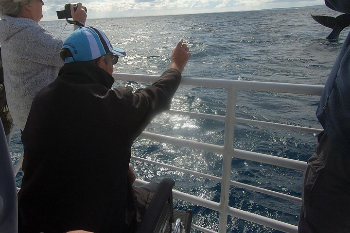 Walbeobachtungstour in Hervey Bay, Australien, mit Buckelwalen und Delfinen, Foto 13 | wizardtrip