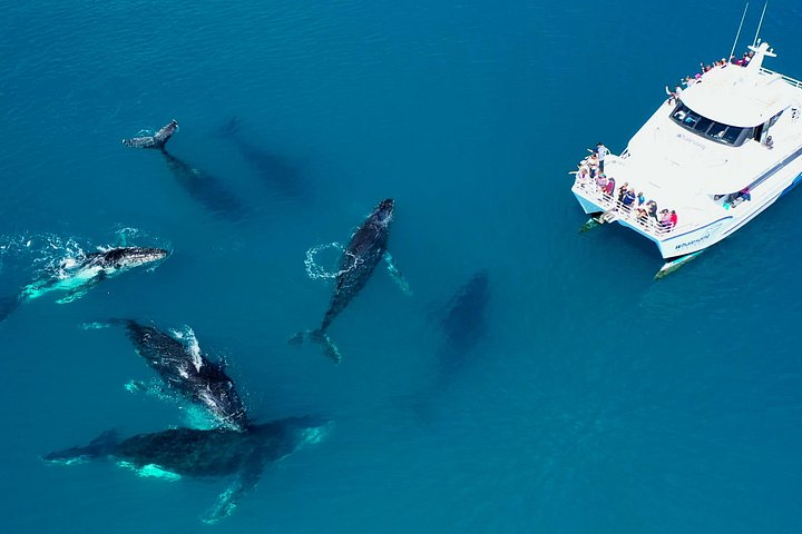 Walbeobachtungstour in Hervey Bay, Australien, mit Buckelwalen und Delfinen, Foto 14 | wizardtrip