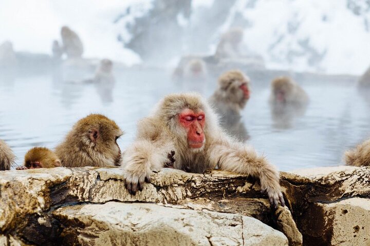 1-Day Snow Monkeys, Zenko-ji Temple & Sake in Nagano | wizardtrip