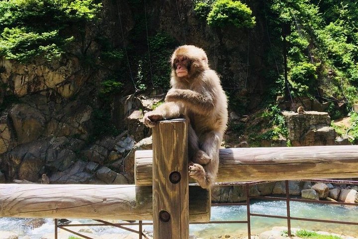 善光寺、日本酒試飲、有名なスノーモンキーが登場する長野ツアー、写真12 | wizardtrip