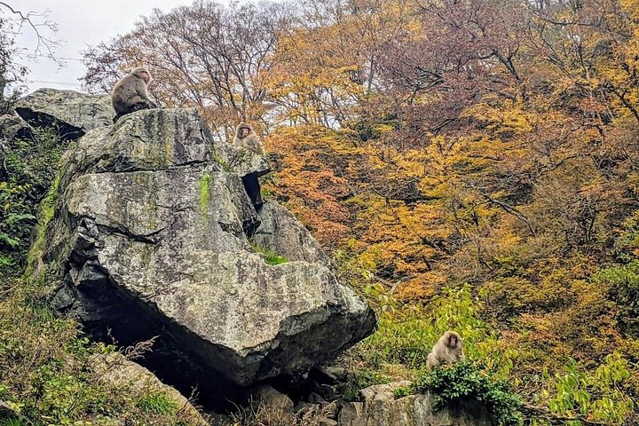 善光寺、日本酒試飲、有名なスノーモンキーが登場する長野ツアー、写真13 | wizardtrip