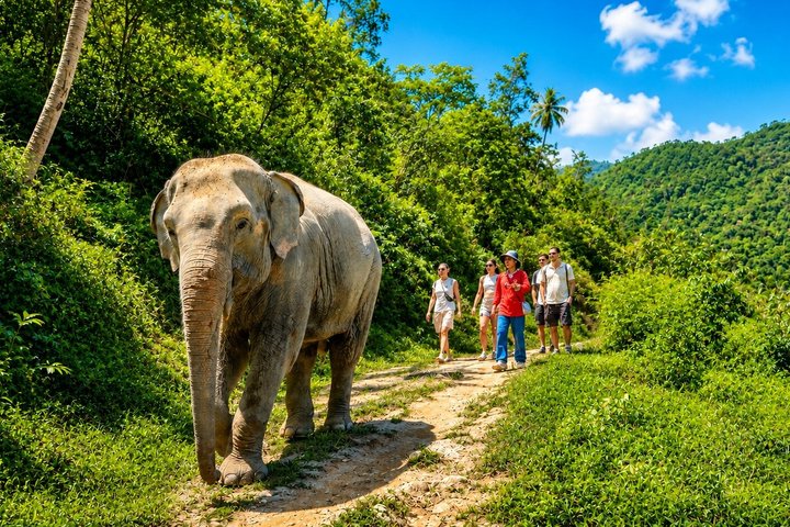 Phuket: Patong Hill Tribe Elephant Village Halbtägige Kleingruppentour | wizardtrip