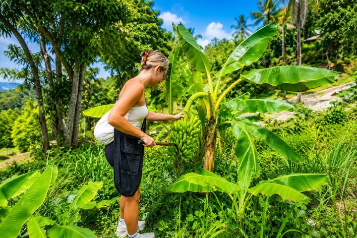 Bezoek aan een ethisch olifantenreservaat in Phuket, Thailand, met observatie- en voederingsmogelijkheden, foto 6 | wizardtrip
