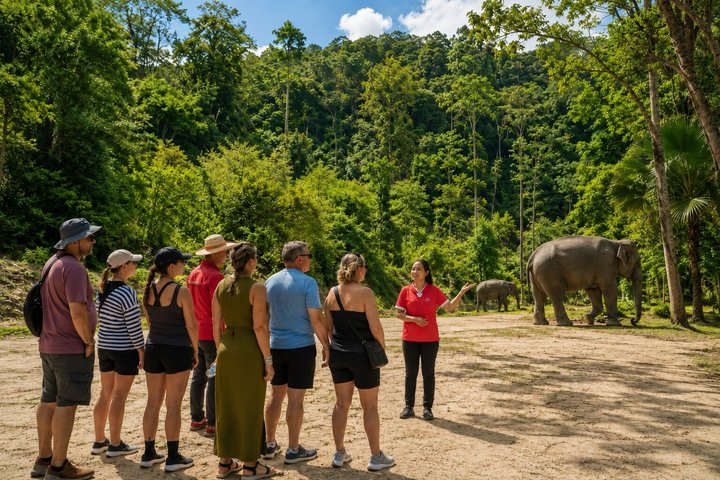 Bezoek aan een ethisch olifantenreservaat in Phuket, Thailand, met observatie- en voederingsmogelijkheden, foto 11 | wizardtrip
