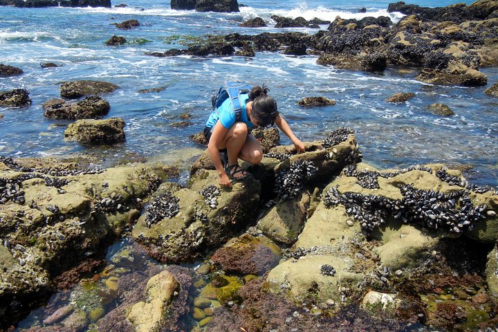 Schilderachtige Oregon Coast tour vanuit Portland met stranden, rotsformaties en charmante stadjes, foto 6 | wizardtrip