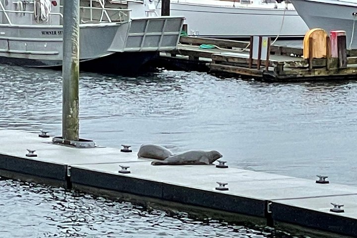 Excursion en bus et bateau amphibie à Ketchikan, Alaska, offrant des vues sur le port, photo 9 | wizardtrip